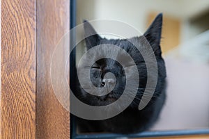 Adorable black cat siting at the window