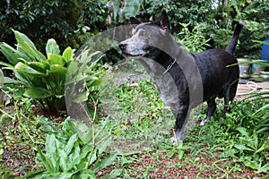 Adorable black dog in the garden
