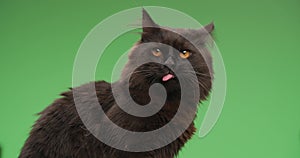 Adorable black fluffy cat posing in studio