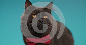 Adorable black fluffy cat posing in studio