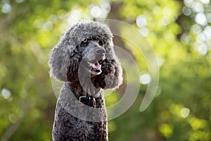 An adorable black French Poodle dog in a forest