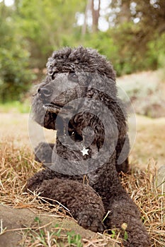 An adorable black French Poodle dog sitting on a rock