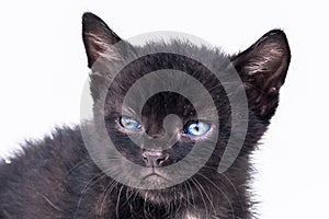 Adorable black kitten with blue eyes portrait isolated