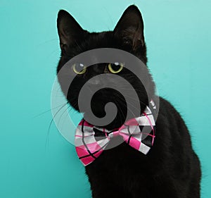 black kitty cat wearing a pink bow tie close up portrait