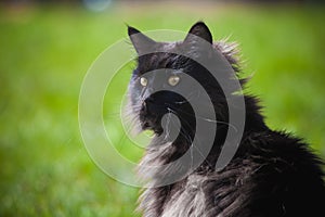 Adorable black Maine Coon cat on grass