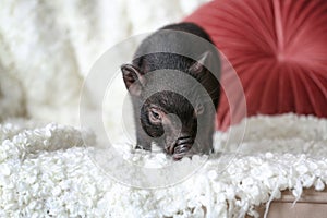 Adorable black mini pig on sofa