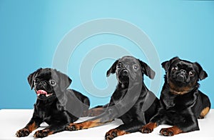 Adorable black Petit Brabancon dogs on white table