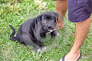 Adorable black pitbull, less than 1-month-old, on the lawn of the dog farm. Fat puppy learning to walk needs love and care Dogs