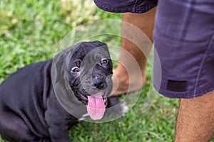 Adorable black pitbull, less than 1-month-old, on the lawn of the dog farm. Fat puppy learning to walk needs love and care Dogs