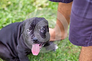 Adorable black pitbull, less than 1-month-old, on the lawn of the dog farm. Fat puppy learning to walk needs love and care Dogs