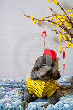 Adorable black poodle dog sitting on his bed wearing chinese new year dragon dress