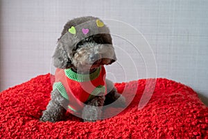 Adorable black poodle dog sitting on red bed with love shape stickers on his fur