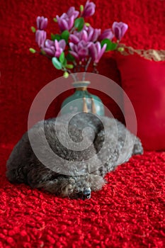 Adorable black poodle dog sleeping on red cloth floor with magnolia flowers