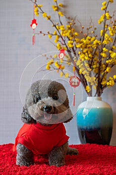 Adorable black poodle dog wearing chinese new year cloth with hanging pendant