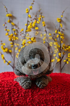 Adorable black poodle dog wearing chinese new year cloth with yellow cherry blossom