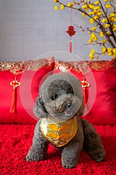 Adorable black poodle dog wearing chinese new year collar with hanging pendant