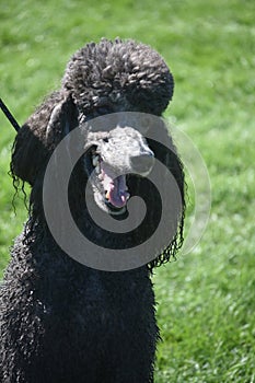 Adorable Black Poodle Smiling in the Sun