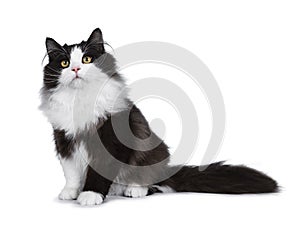 Adorable black smoke Siberian cat isolated on white background