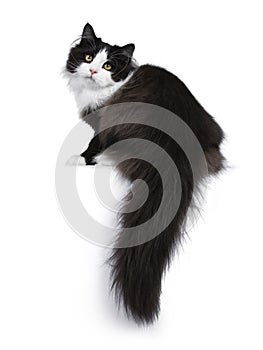 Adorable black smoke Siberian cat isolated on white background