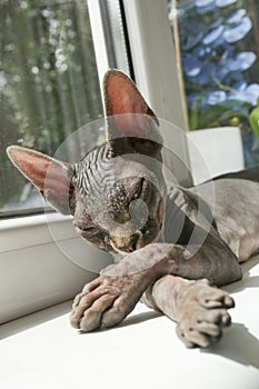 Adorable black Sphinx cat sleeping on windowsill indoors, closeup