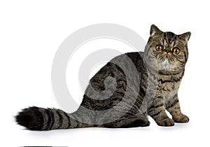 Adorable black tabby Exotic Shorthair cat kitten, Isolated on a white background.