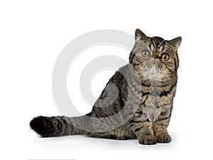 Adorable black tabby Exotic Shorthair cat kitten, Isolated on a white background.