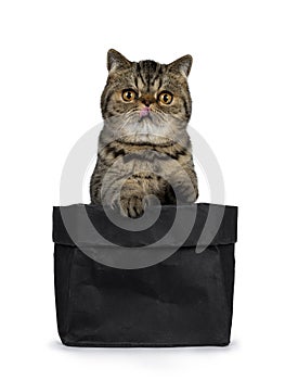 Adorable black tabby Exotic Shorthair cat kitten, Isolated on a white background.