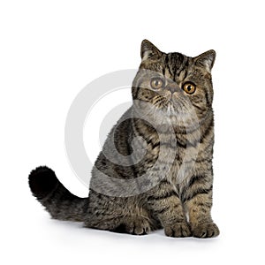 Adorable black tabby Exotic Shorthair cat kitten, Isolated on a white background.