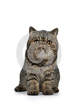 Adorable black tabby Exotic Shorthair cat kitten, Isolated on a white background.