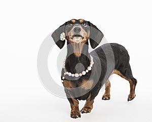 Adorable black and tan dachshund with white necklace in the studio isolated on white