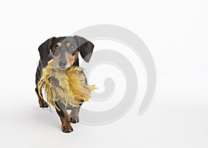 Adorable black and tan dog wears a posh feather collar in the studio on a white background