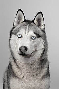 Adorable black and white with blue eyes Husky. Studio shot. on grey background. Focused on eyes