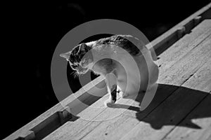 Adorable black and white cat on sunbath