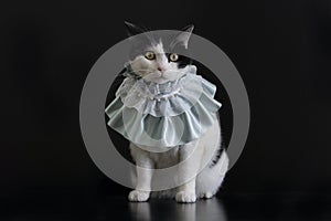 Adorable black and white cat wears green collar sit down and look to camera, cat model on  black background