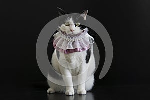 Adorable black and white cat wears purple collar sit down and look to camera, black background