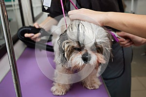 Adorable black and white cute Shih Tzu dog ear fly with the wind sitting at salon and using hair dryer after shower