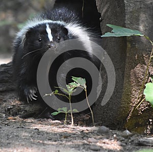 Adorable Black and White Face of a Skunk