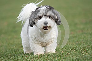 Adorable Black and White Havanese Puppy Dog