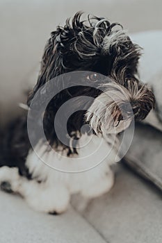 Adorable black and white Havanese puppy on a sofa at home, looking to the side