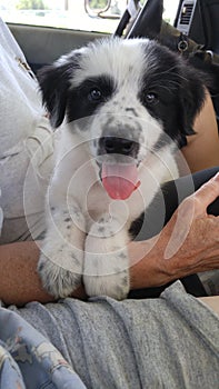 Adorable black and white puppy sitting in a lap