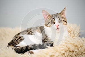 Adorable blind white and brown tabby cat lying on a beige fleecy rug. Cute and affectionate rescued kitty, lost its eyes due to a