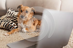 Adorable blonde dog near a laptop in living room