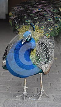 Adorable blue body peacock with green back feathers