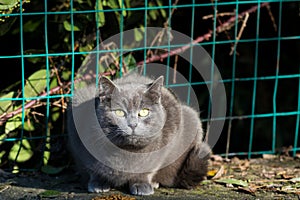 Adorable blue cat in relax outdoor at the sun