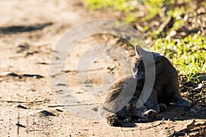 Adorable blue cat in relax outdoor at the sun licks itself