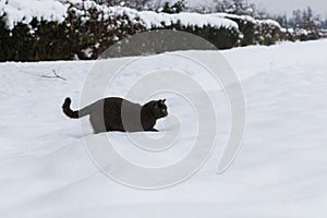 Adorable blue cat sitting playing on the snow