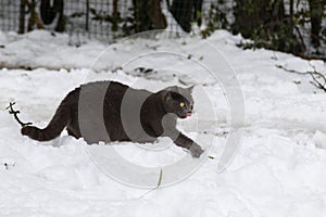 Adorable blue cat sitting playing on the snow