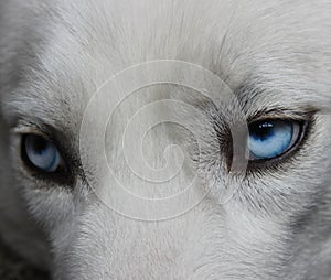 Adorable blue eyes of a husky. The look of the wolf. Bottomless heavenly eyes. Eye focus