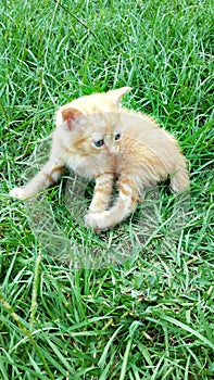 Adorable bobtail kitten photo