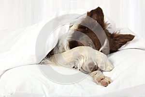 Adorable Border Collie dog lying on a bed under blanket